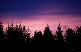 Morning has broken 