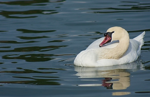 Relax swan 