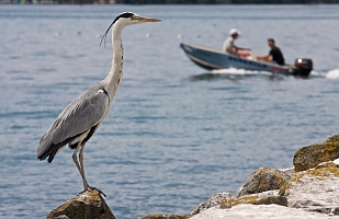 Dock of the Bay 