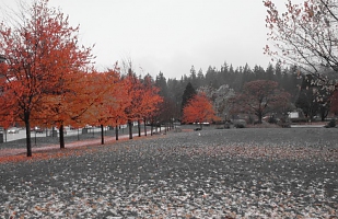 Red trees 