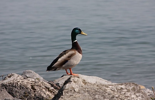 Mister Mallard 