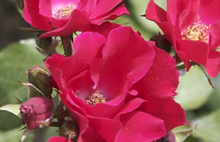 Red flowers 