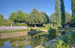 Green plant in a shadowed pond 
