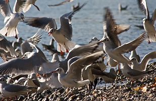 Agitated gulls 