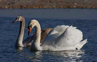 Family Affair 