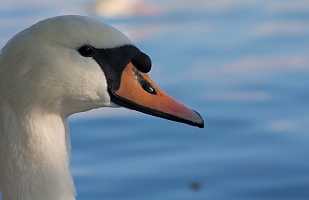 Mister Swan 