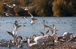 Landing area 