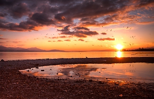 Birds of sunset 